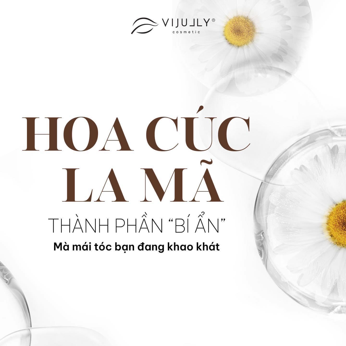 Hoa cúc la mã thành phần bí ẩn mà mái tóc của bạn đang khao khát