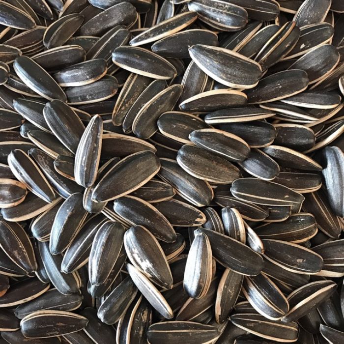 Hộp Quà Tết Hạt Hướng Dương 300g - Hộp Sun Khía 5 Hộp Quà Tết Hạt Hướng Dương 300g - Hộp Sun Khía