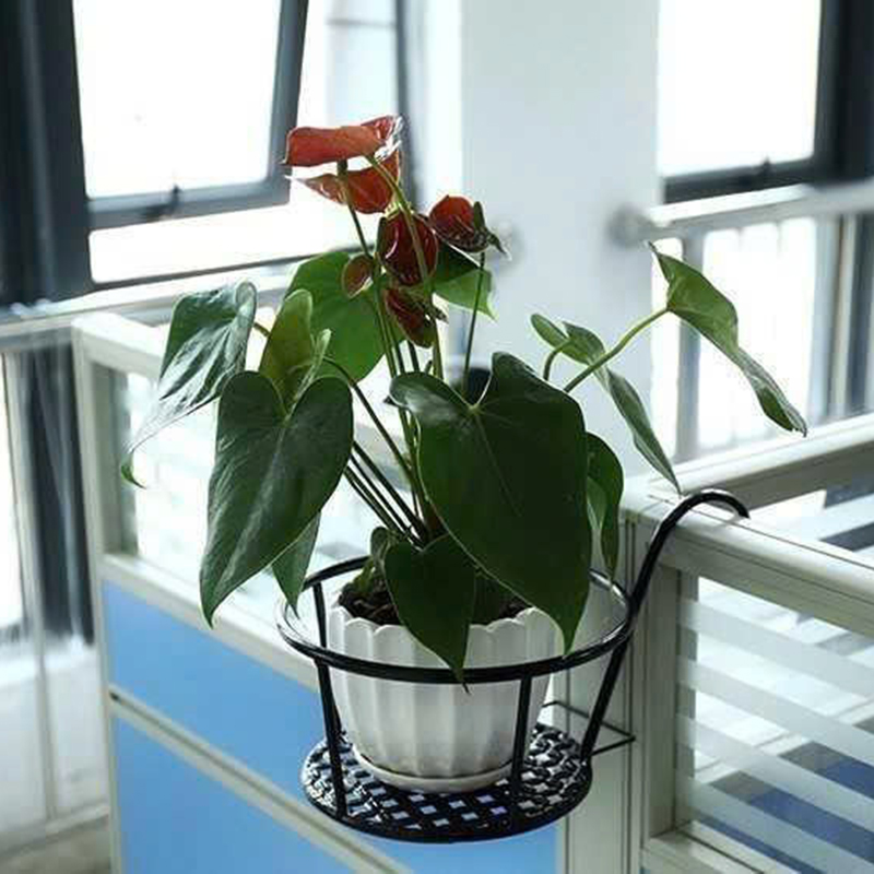 26016_z6238536254365-1f00ddfb5232d6dff4de763c78df1051_20250120162343-2.jpg Giỏ Sắt Tròn Treo Hoa Ban Công 18x18cm - GTH01