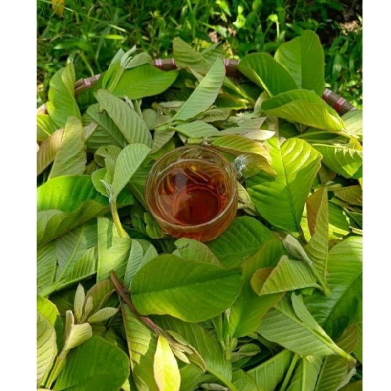 26235_5_20250410180142-12.png Trà Búp Ổi 40 Gói - Mộc Trà Bảo Khang Chính Hãng - TBO20G