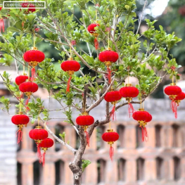 1 Bịt LỒNG ĐÈN NHUNG - Bịch 16 Trái 08 - 1BTLNGNNHUNG