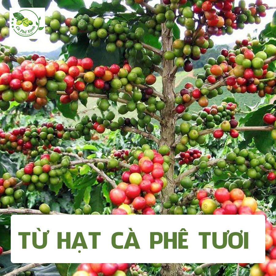 CÀ PHÊ XANH KHÁC GÌ SO VỚI CÁC LOẠI CÀ PHÊ THÔNG THƯỜNG?