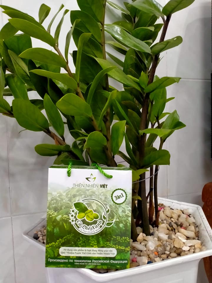 SỞ HỮU NGAY VÓC DÁNG THON GỌN VỚI 2 GÓI CÀ PHÊ XANH MỖI NGÀY